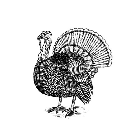 Turkey bird. Hand drawn hen. Engraved Farm animal. Old monochrome sketch. Domestic poultry. Retro template.のイラスト素材