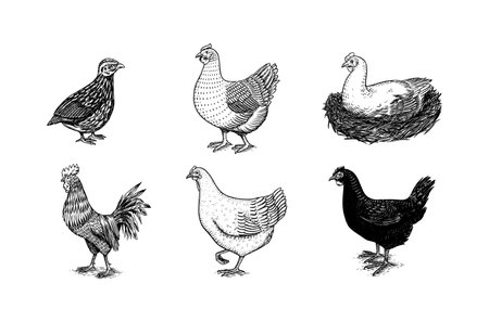 Domestic Chicken and rooster. Hand drawn bird. Engraved Farm animal. Old monochrome sketch. Retro template.のイラスト素材