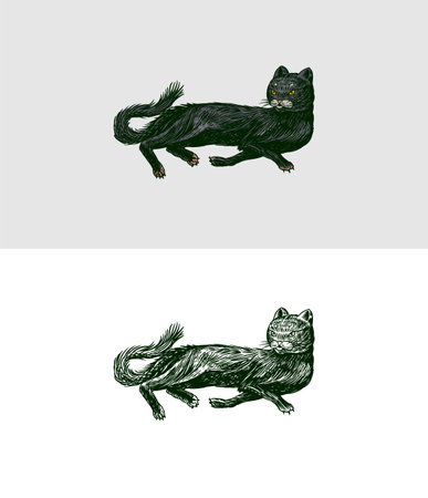 Black cat. Witch animal. Halloween or pagan witchcraft. Vintage engraving sketch. Doodle outline. Hand drawing. Vector illustration.のイラスト素材