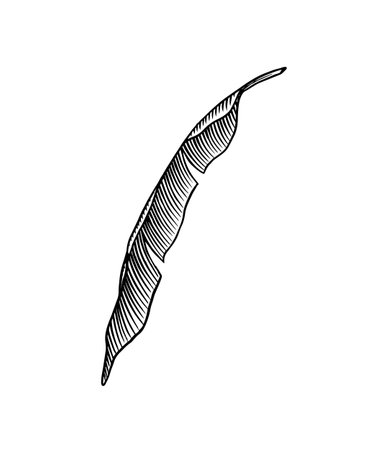 Banana fruit and palm leaves. Hand drawn with ink in vintage style. Linear graphic design. Detailed vegetarian food. Vector illustration for label, poster, printのイラスト素材