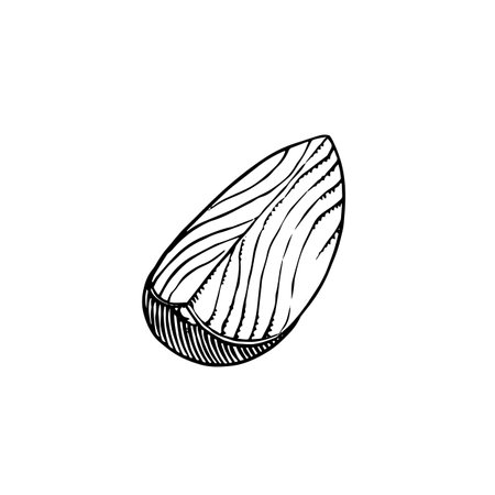 Onion bulb, Half cutout slice and rings. Hand drawn with ink in vintage style. Linear graphic outline design. Detailed vegetarian food. Vector illustration for label, poster, printのイラスト素材