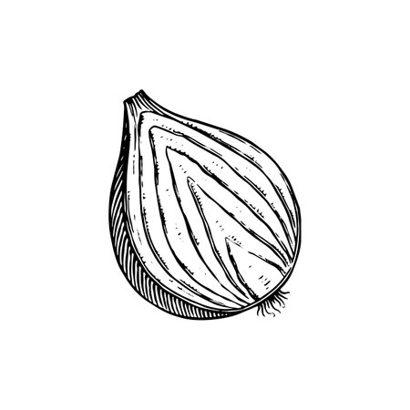Onion bulb, Half cutout slice and rings. Hand drawn with ink in vintage style. Linear graphic outline design. Detailed vegetarian food. Vector illustration for label, poster, printのイラスト素材