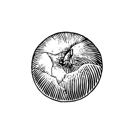 Onion bulb. Hand drawn with ink in vintage style. Linear graphic outline design. Detailed vegetarian food. Vector illustration for label, poster, printのイラスト素材