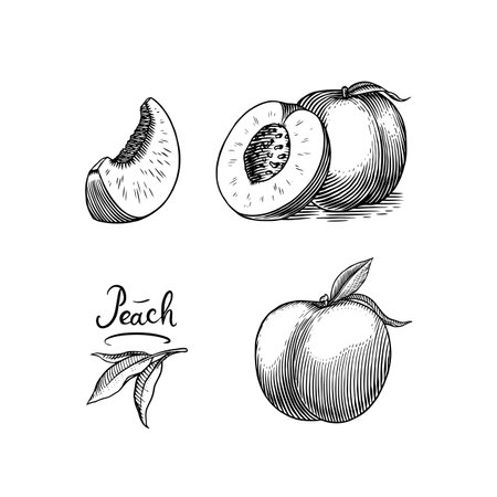 Peach and apricot in Vintage style. Slice and half and cut. Engraved Fruits. Hand drawn food. Vector illustration for farm market, menu, label. Organic product in ink and grunge style.のイラスト素材