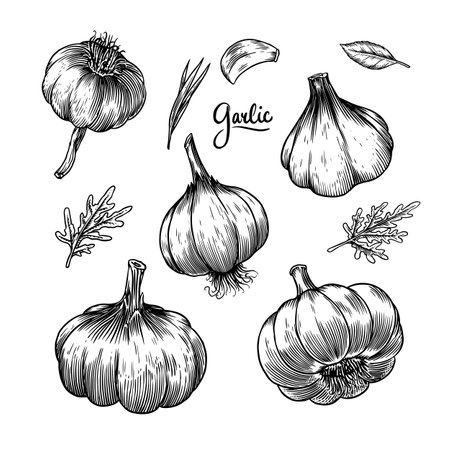 Garlic set in Vintage style. Engraved Vegetable. Hand drawn food. Vector illustration for farm market, menu, label. Organic product.のイラスト素材