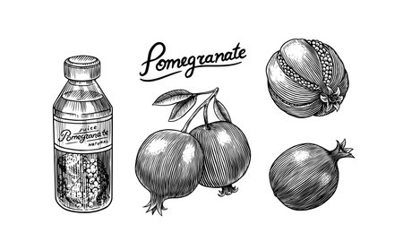 Hand drawn Pomegranate. Vintage fruit, berry for juice label or packaging. Vector black ink outline nutrition healthy food sketch with piece and peel fruit for fresh drinksのイラスト素材