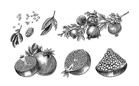 Hand drawn Pomegranate. Vintage fruit, berry for juice label or packaging. Vector black ink outline nutrition healthy food sketch with piece and peel fruit for fresh drinksのイラスト素材