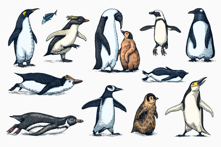 Emperor penguin and cute baby. Adult with juveniles. Small family set. Vector graphics black and white drawing. Hand drawn sketch. Group of aquatic flightless birds. African and Gentoo and King chickのイラスト素材