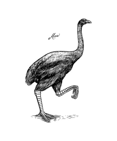Moa flightless bird. Extinct species. Hand drawn vector engraved sketch. Graphic vintage style.のイラスト素材