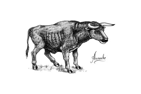 Aurochs. Extinct mammal animal. Wild herbivores cattle. Engraved Hand drawn vector illustration in woodcut Graphic vintage style.のイラスト素材