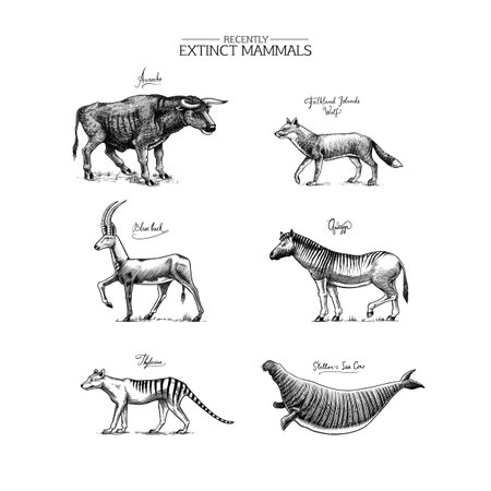 Extinct species. Wild mammal animals and birds. Tasmanian wolf, Quagga. Aurochs. Blue antelope. Stellers sea cow. Hand drawn vector engraved sketch. Graphic vintage style.のイラスト素材