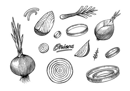 Onion bulb, Half cutout slice and rings. Hand drawn with ink in vintage style. Linear graphic outline design. Detailed vegetarian food. Vector illustration for label, poster, printのイラスト素材