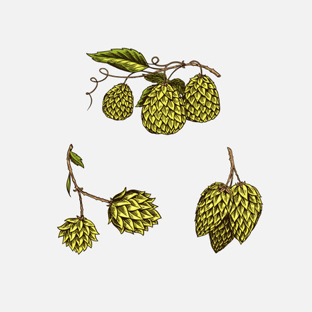 Hop cones and Barley. Malt Beer. Engraved vintage set. Hand drawn collection. Sketch for web or pub menu. Design elements isolated on white background.のイラスト素材