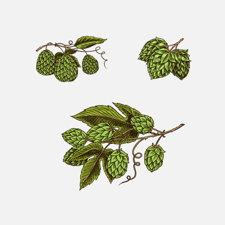 Hop cones and Barley. Malt Beer. Engraved vintage set. Hand drawn collection. Sketch for web or pub menu. Design elements isolated on white background.のイラスト素材