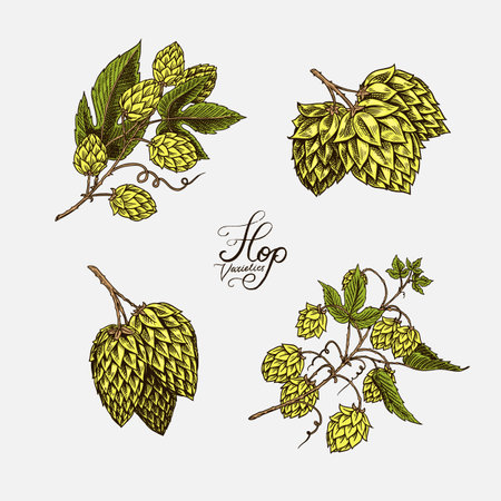 Hop cones and Barley. Malt Beer. Engraved vintage set. Hand drawn collection. Sketch for web or pub menu. Design elements isolated on white background.のイラスト素材