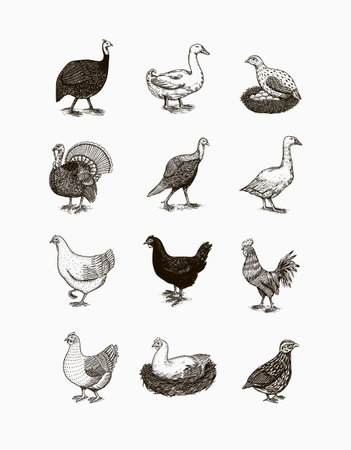 Domestic Chicken bird. Turkey guinea fowl goose duck quail. Hand drawn. Engraved Farm animal. Old monochrome sketch. Retro template.のイラスト素材