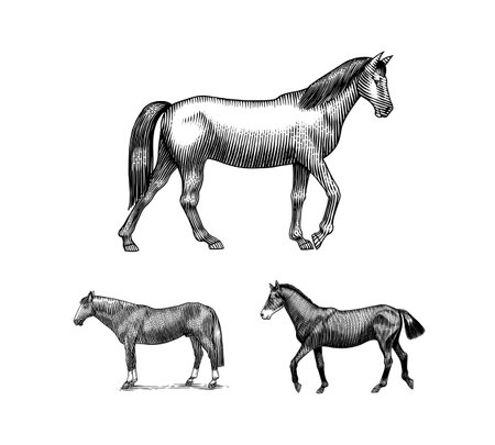 A Set Of Horses In Different Poses On A White Background. Hand drawn animal. Woodcut outline sketch. Vector engraved illustration for logo and tattoo or T-shirts.のイラスト素材
