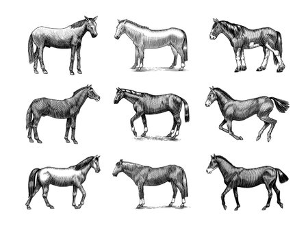 A Set Of Horses In Different Poses On A White Background. Hand drawn animal. Woodcut outline sketch. Vector engraved illustration for logo and tattoo or T-shirts.のイラスト素材