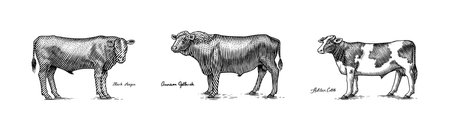 A Group Of Cows Standing Next To Each Other On A White Background. Farm cattle bulls. Different breeds of domestic animals. Engraved hand drawn monochrome sketch. Vintage line art.のイラスト素材