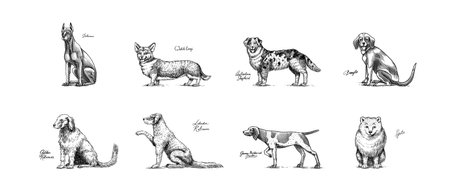 Dogs In This Drawing. Different breeds of domestic animals. Puppy characters design collection. Engraved hand drawn monochrome sketch. Vintage line art.のイラスト素材