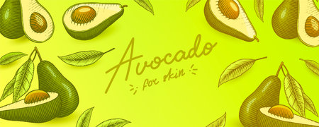 Tropical avocado. Set of evergreen fruit plant. Cosmetics for skin care. Organic oil in the bottle. Background or poster or banner. Isolated Vector hand drawn. Engraved Vintage template for design.のイラスト素材