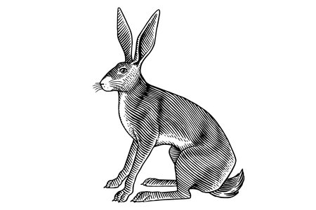 hares or rabbits sitting and jumping, in old vintage traditional style, hand drawn made by pen and ink. big set of engraved wild farm animals for labels or web designのイラスト素材