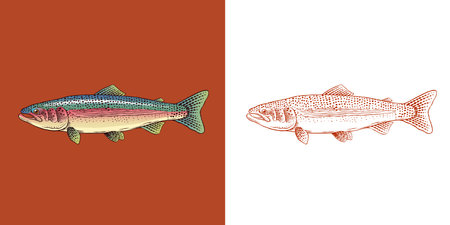 Rainbow trout collection with fish package and chunk of meat.River fishing elements and filet, salmon or other sea food fishing tackle and hook, bobberのイラスト素材