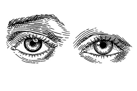 Human eye. Women face part with brow. Hand drawn illustration of a human hearing organ for medicine. Anatomy illustration engraving. Vector illustrationのイラスト素材