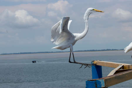 Egret flying daring on an iron bar at the bottom of the Amazon and TapajÃ³s riversの写真素材