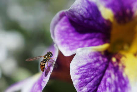 bug on a flowerの写真素材