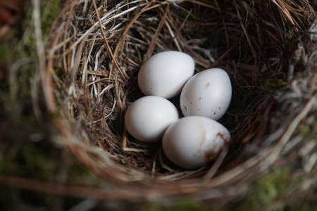eggs in a nestの写真素材