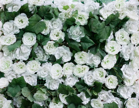 wall of rosesの写真素材