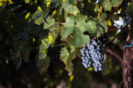 Large bunches of red wine grapes hang from an old vineの写真素材
