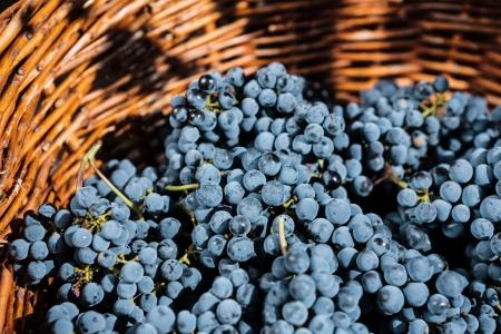 Grapes in wicker basketの写真素材