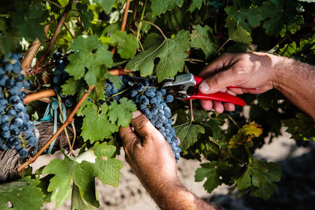 Man working in a vineyardの写真素材