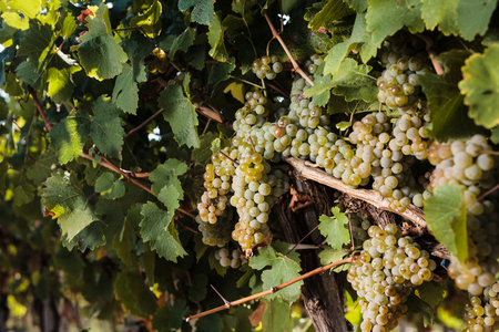 White grapes ripening in the late summer sunの写真素材