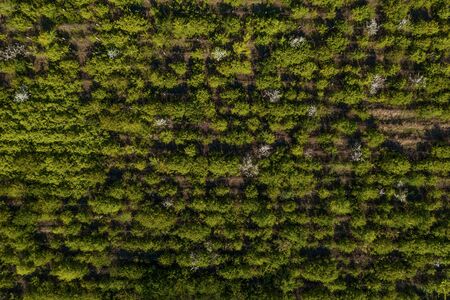 Texture of green tree forest view from above. Aerial top view forest tree, Rainforest ecosystem and...