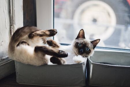 Lovely Siamese cat enjoy sun while lying in a box near the window in the houseの写真素材