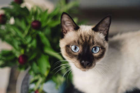 Portrait lovely Siamese cat with spring peonies indoors. Charming aroma of flowersの写真素材