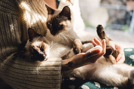 Sweet friendship between human and cat. Cat paws in womans hand with sunlight and shadows. Pleasure...