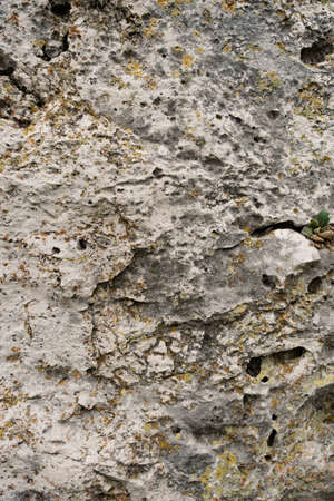 A background image of mossy rock pattern in nature