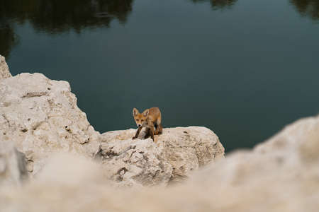 Little fox sunbathing on a white stone near water in nature. Discover wild animals in natural areal
