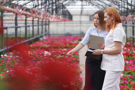 Greenhouse owner presenting flowers options to a potential customer retailer. They have a business discussion, planning future collaboration while noting and negotiating conditionsの写真素材