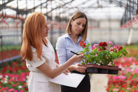 Greenhouse owner presenting flowers options to a potential customer retailer. They have a business discussion, planning future collaboration while noting and negotiating conditionsの写真素材