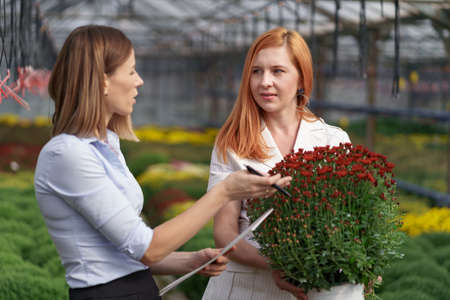Greenhouse owner presenting flowers options to a potential customer retailer. They have a business discussion, planning future collaboration while noting and negotiating conditionsの写真素材