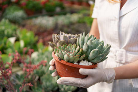 Side view at woman hands wearing rubber gloves and white clothes holding succulents or cactus in pots with other green plants in backgroundの写真素材