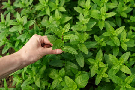 Woman hand close up touching fresh organic mint in the garden. Healthy food and life conceptの写真素材