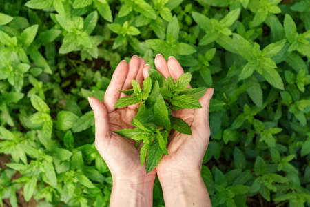 A bunch of fresh mint in female hands, close-up fresh organic mint in background.の写真素材