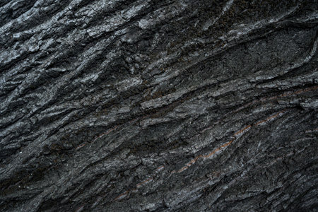 Relief texture of the dark bark of a tree close upの写真素材