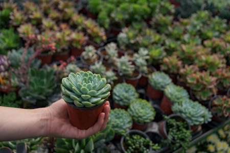 Close up woman hand holding a pot with a succulent plant with many other succulents in background.の写真素材